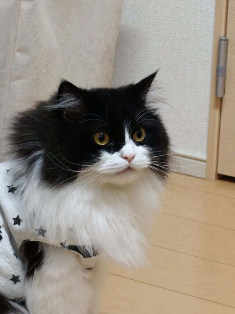 Find X9で猫を撮った写真